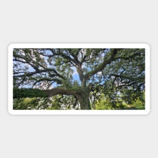 Tranquil Majesty: Audubon Park's Sprawling Oak Tree Sticker